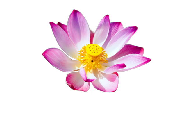 Flower with transparent background