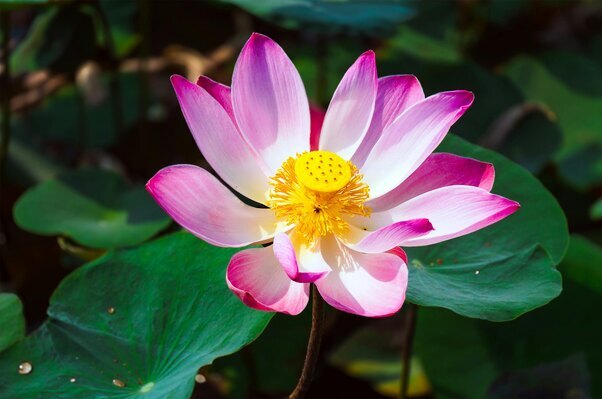 Beautiful flower with background